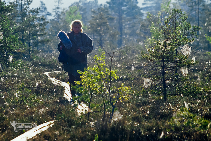 Werk z filmu Tajemnice przyrody. Seria. B014350. Bożena Walencik w Rezerwacie Nigula, w Estonii. © Jan Walencik 2017.