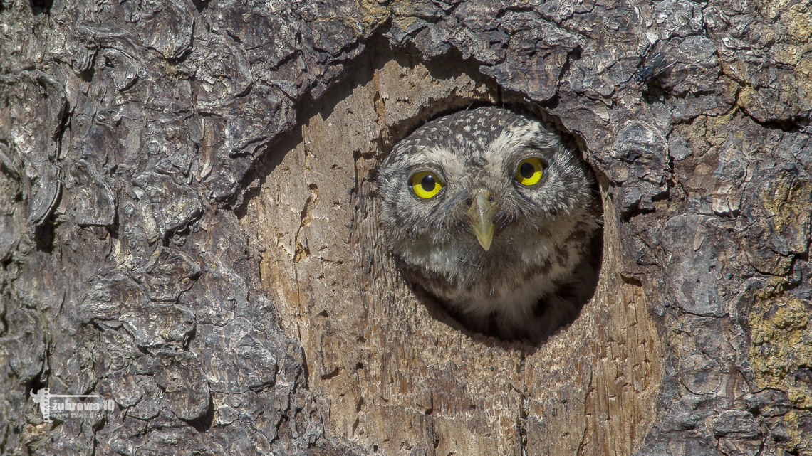 Sóweczka | Pygmy owl. E55106. © Jan Walencik 2022.